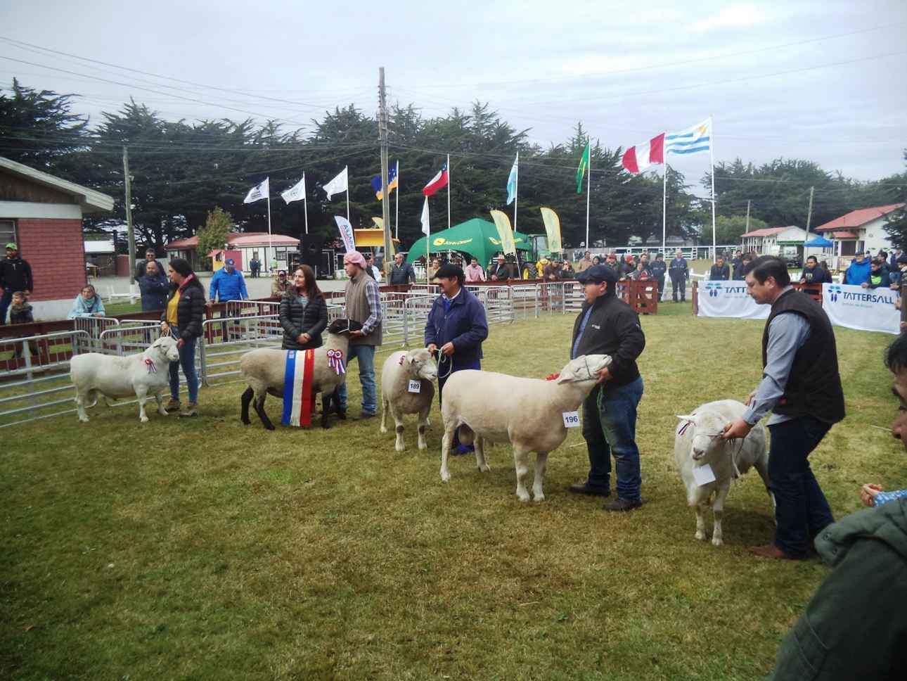 Diversos planteles ganaderos premiados en la primera jornada de la EXPOGAMA 2020 en Punta Arenas