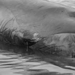 Hallazgo de tres ballenas sei atacadas por orcas en la bahía de Puerto Williams