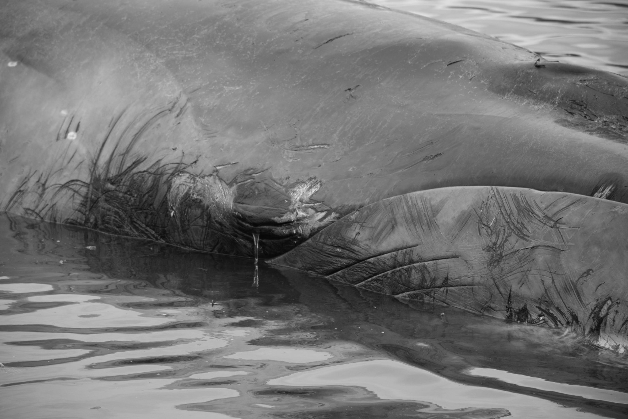 Hallazgo de tres ballenas sei atacadas por orcas en la bahía de Puerto Williams