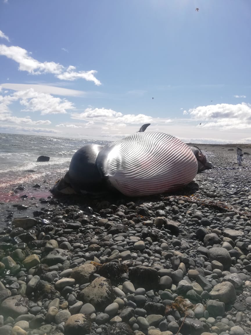 Hallazgo de una ballena varada en playas de Porvenir