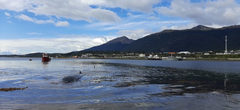 Armada despliega operativo ante varamiento de ballenas en Puerto Williams