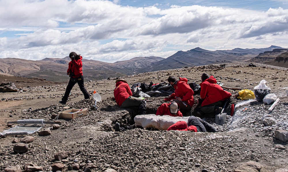 Cerro Guido se consolida como la «piedra Rosetta» de la paleontología en la Patagonia