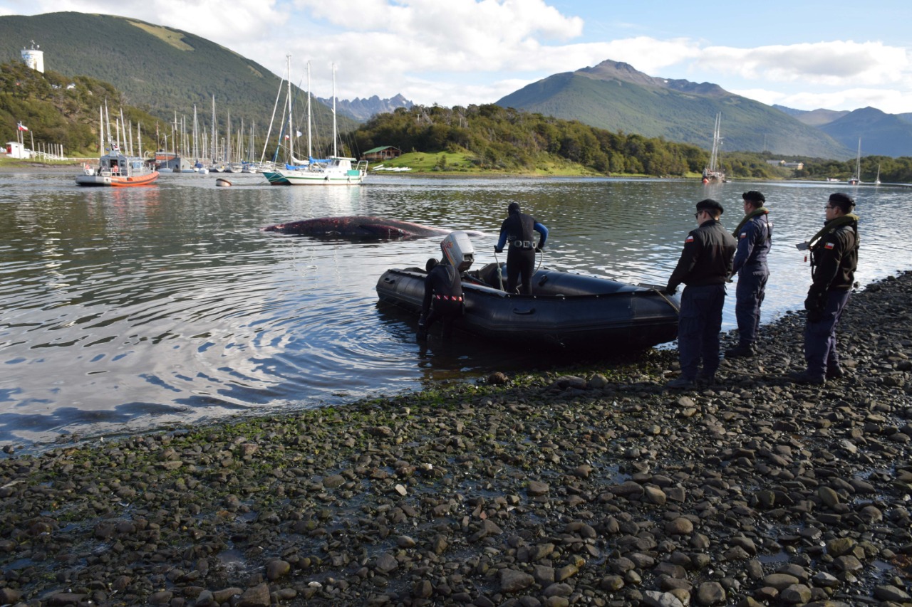 En Puerto Williams trasladan cadáver de ballena atacada por orcas a un sector menos riesgoso para la población