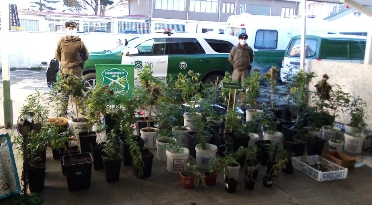 En amago de incendio en Puerto Natales, descubren 60  plantas de cannabis sativa