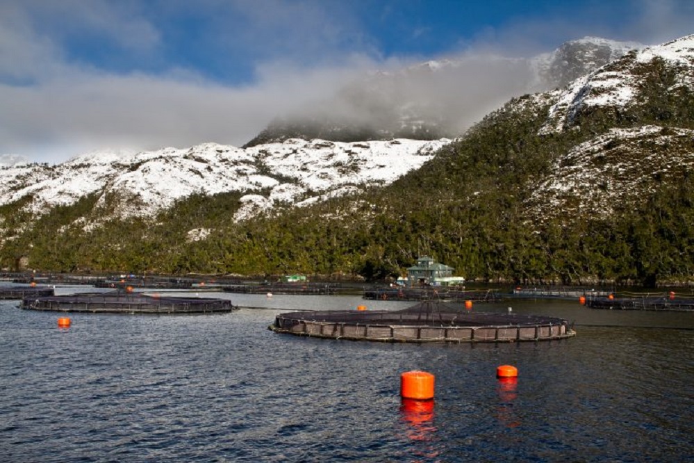 Empresas salmonicultoras de Magallanes: a pesar de la crisis se mantienen los planes de siembra y cosecha