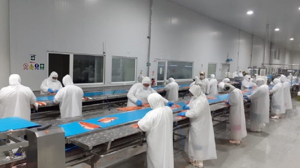 Empresas salmoneras de la región de Aysén llegan adoptan medidas de resguardo para sus trabajadores