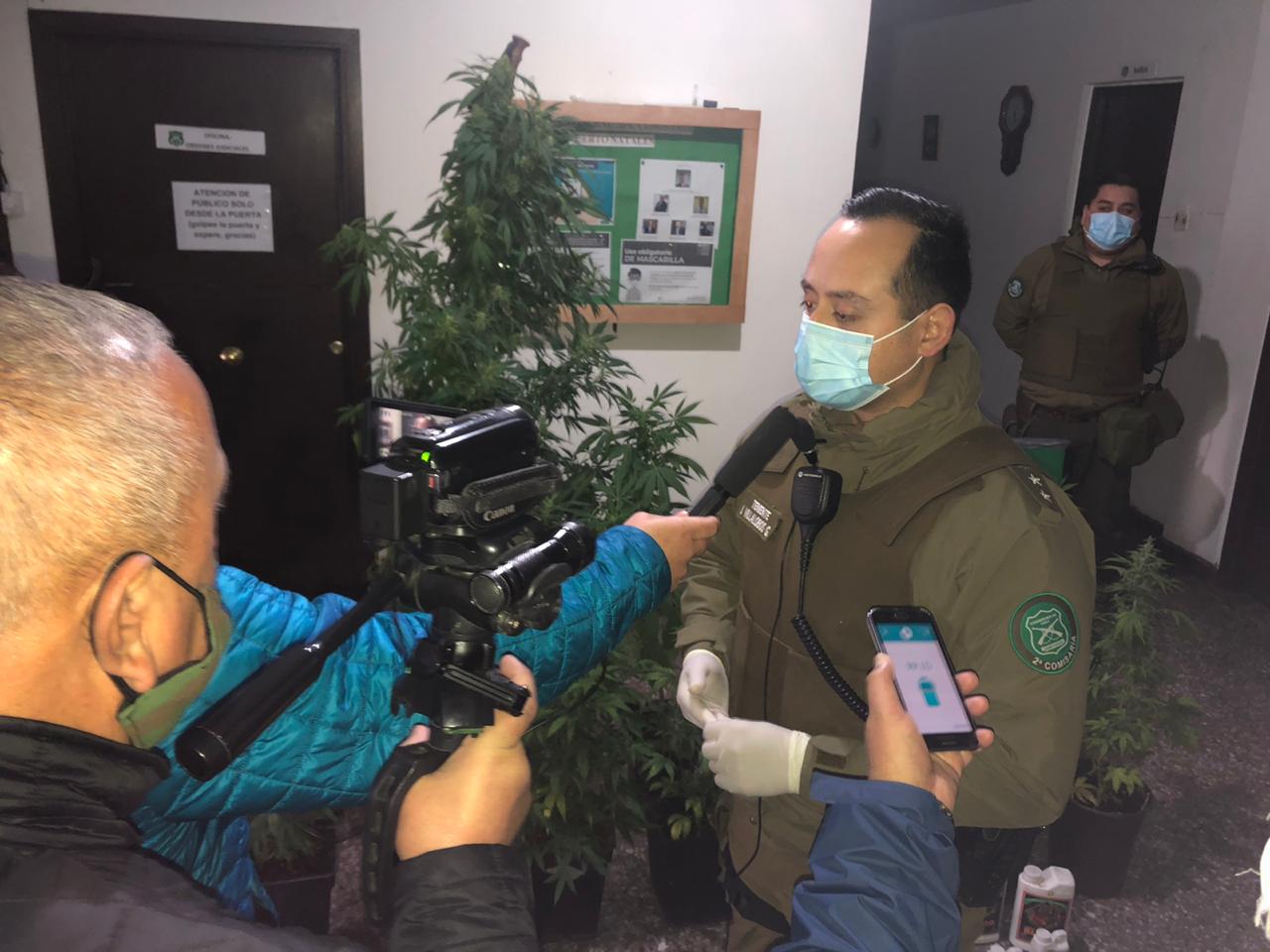 Carabineros incautó 12 plantas de cannabis sativa en un inmueble de Puerto Natales: una persona detenida