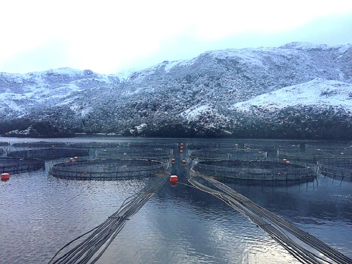 Salmoneros de Magallanes continúan implementando protocolos  de protección para los trabajadores de la industria