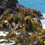 Estudio confirma primera especie chilena endémica de “cochayuyo”