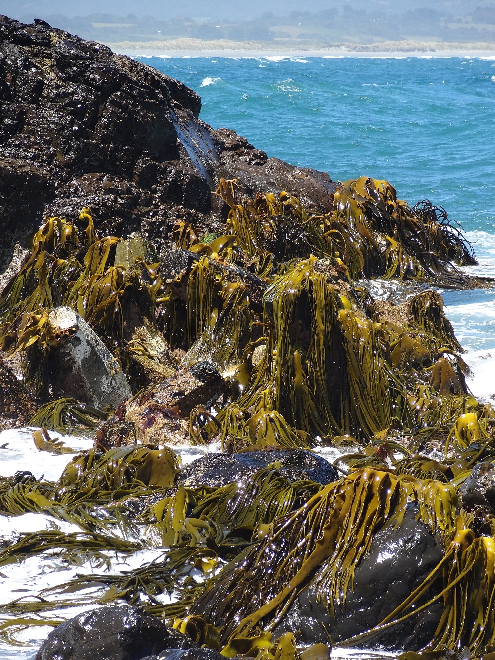 Estudio confirma primera especie chilena endémica de “cochayuyo”