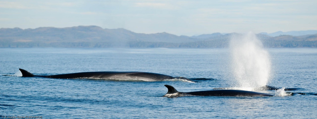 Muerte de ballena sei en Reserva Nacional de la Patagonia, revela necesidad de contar con medidas más eficaces de conservación