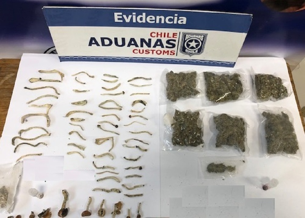 Viajero escondía hongos alucinógenos y marihuana en su maleta, ropa y botas: can entrenado de Aduanas descubrió droga en el Aeropuerto Internacional Presidente Carlos Ibáñez del Campo