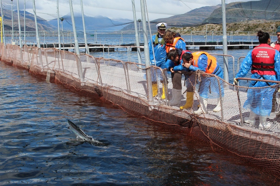 Industria salmonera solicita permisos para realizar testeo PCR preventivo a la totalidad de sus trabajadores en Punta Arenas