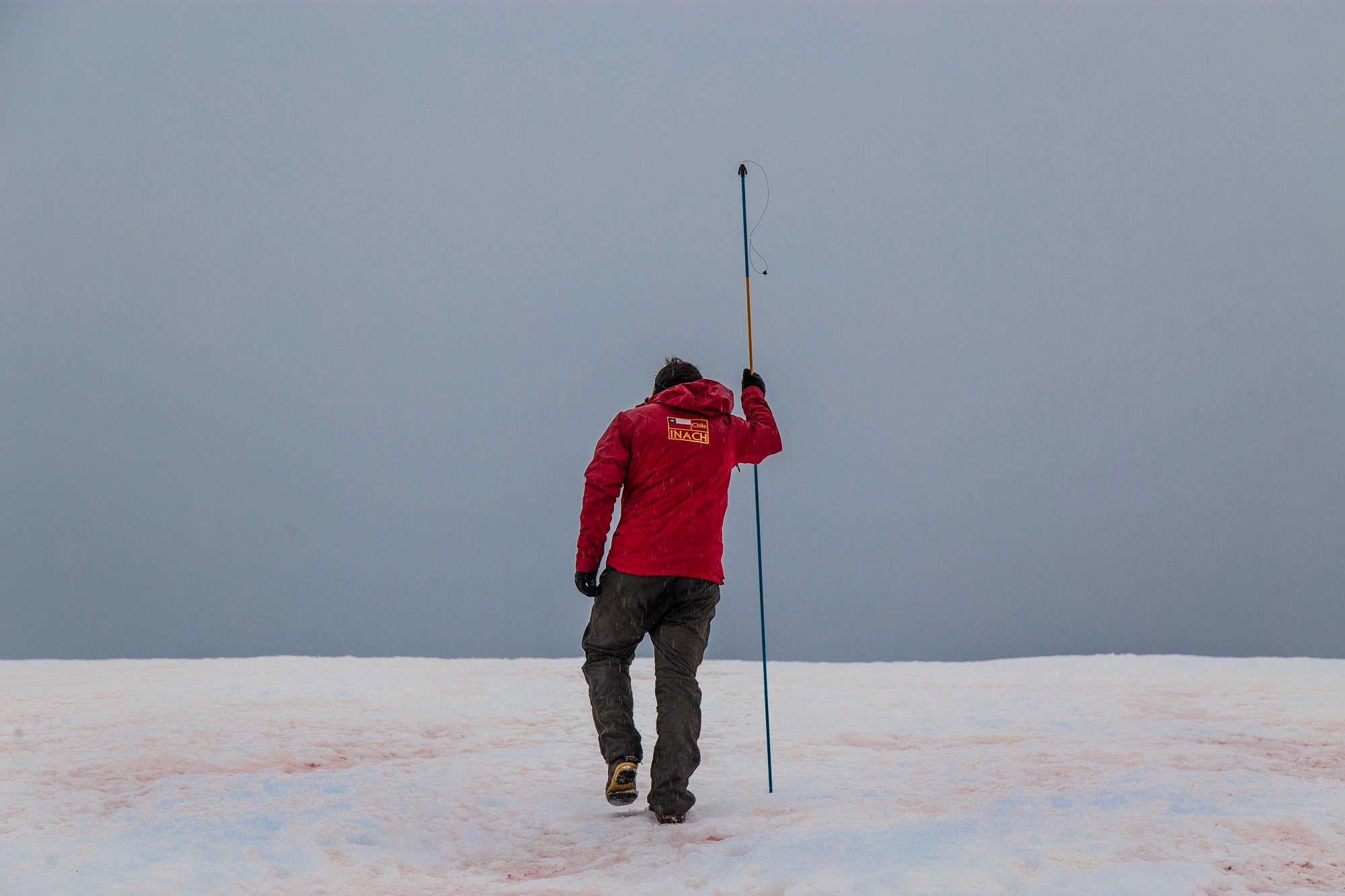 Reunión del Comité Científico de Investigación Antártica: la más grande reunión de investigación polar será de forma virtual