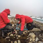 Ciencia Antártica: Mosca antártica podría aumentar su distribución debido al cambio climático