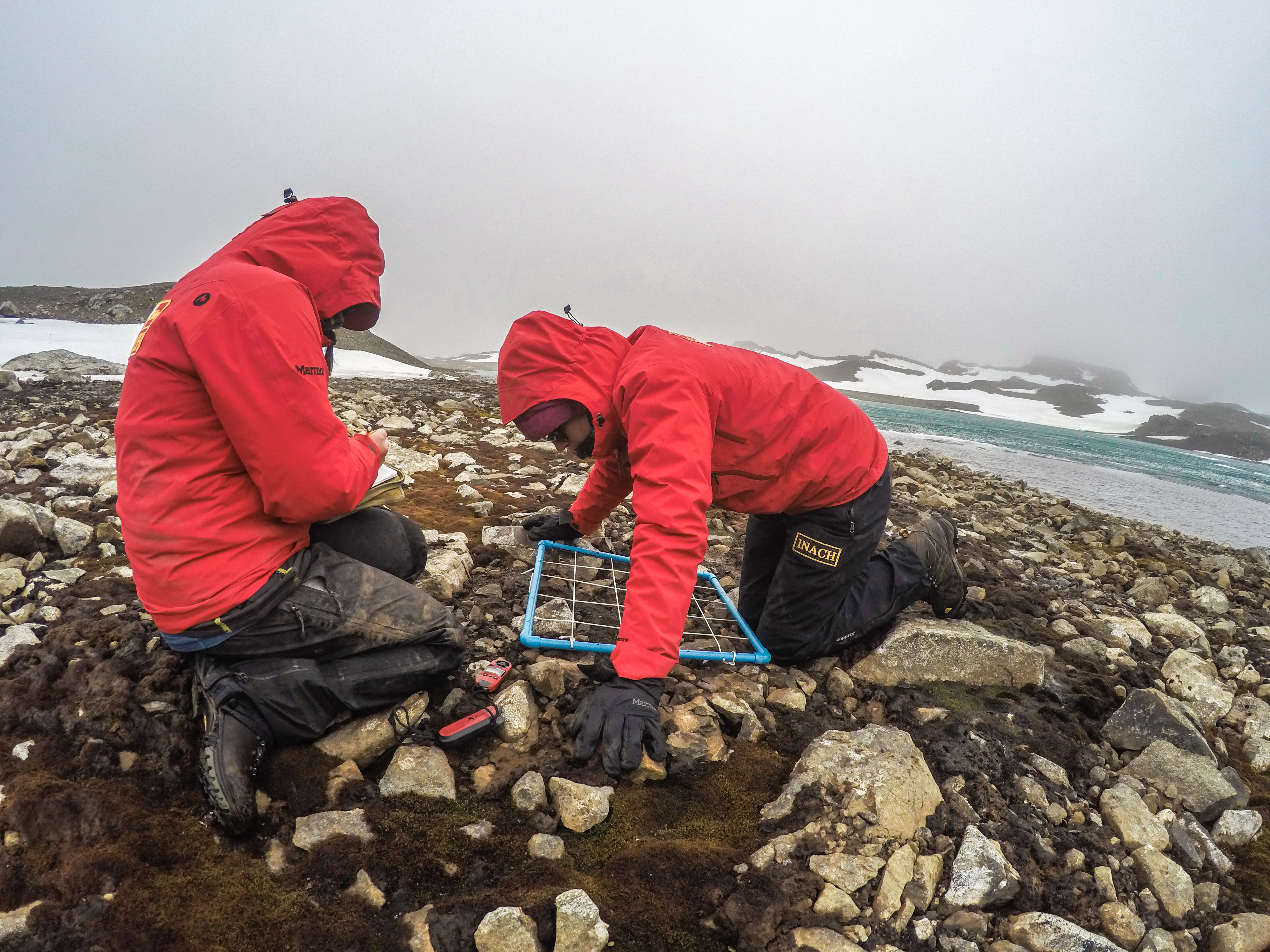 Ciencia Antártica: Mosca antártica podría aumentar su distribución debido al cambio climático