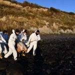 Rescatan esqueleto de ballena Sei en Puerto Williams