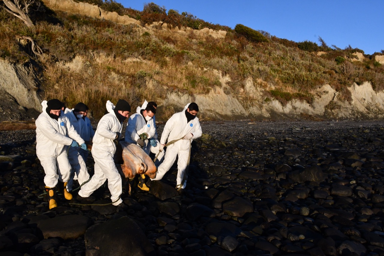 Rescatan esqueleto de ballena Sei en Puerto Williams