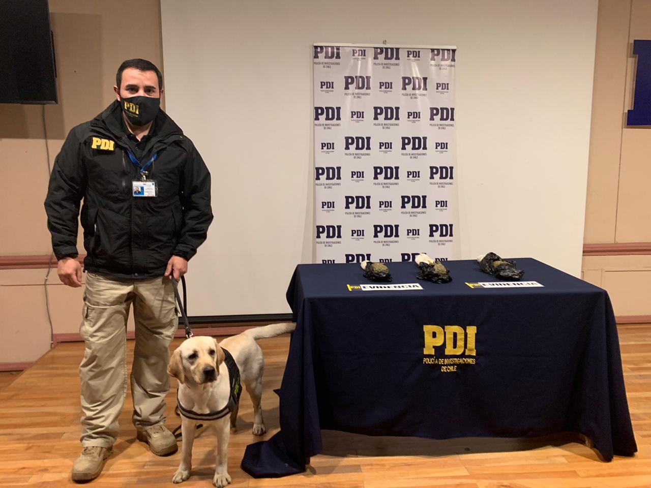 PDI realiza hallazgo de droga en el aeropuerto internacional de Punta Arenas: un individuo trataba de ingresar cannabis sativa de tipo «creepy»