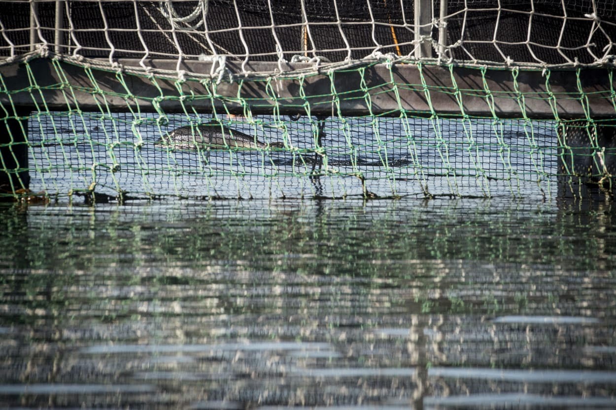Greenpeace asegura: Blumar suma dos concesiones salmoneras ilegales en Reserva Natural Indígena Kawesqar