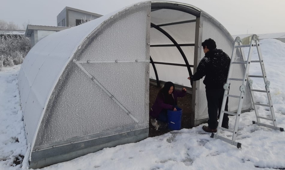 Innovación permite crear microclima para plantar lechugas en Puerto Natales,  región de Magallanes