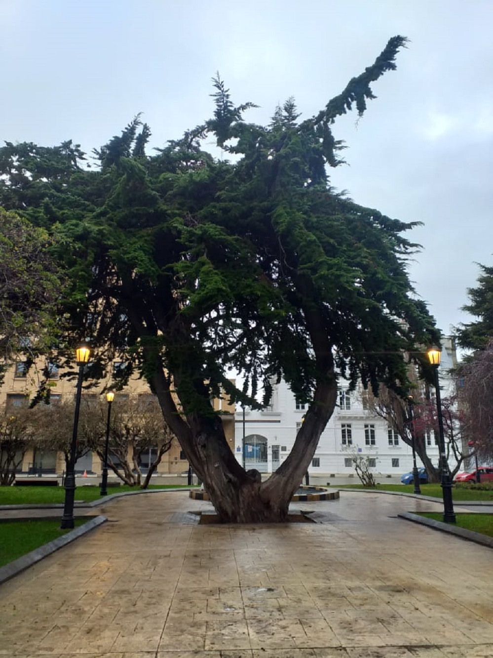 Ingenieros Forestales opinan que diagnóstico del Municipio de Punta Arenas, carece de parámetros para tala de centenarios árboles de Plaza Muñoz Gamero