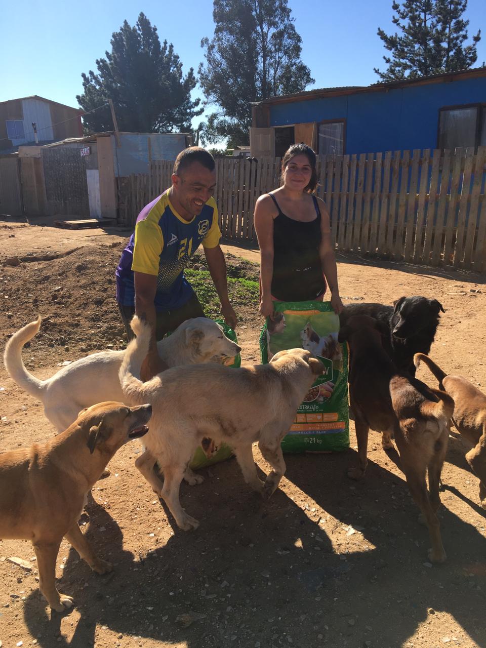 Donación de 100 toneladas de comida para perros y gatos permite alimentar a miles de animales abandonados
