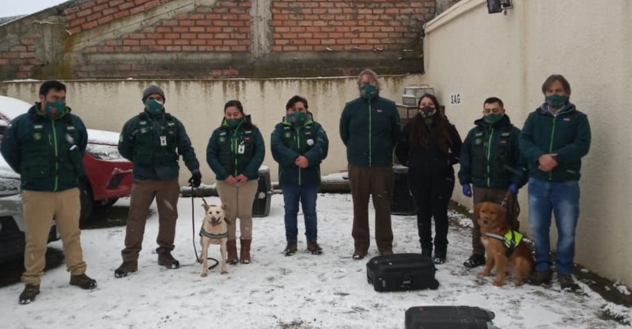 Donados por la Agrupación Vida: dos nuevos canes se integran a la Brigada Canina (BriCan) de SAG Magallanes