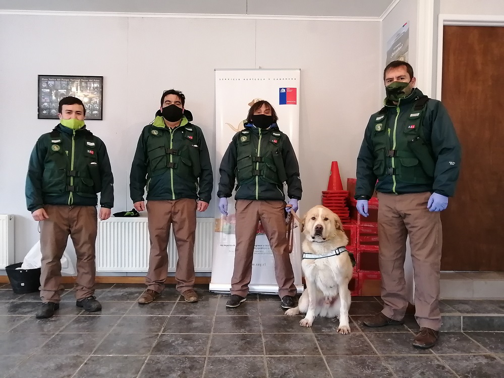 Un nuevo can se integra a la Brigada Canina (BriCan) del SAG en la Región de Magallanes