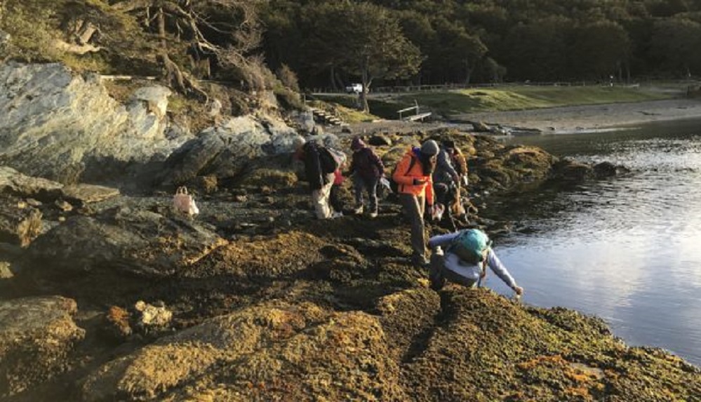 Publican guía fotográfica gratuita de algas marinas de Tierra del Fuego