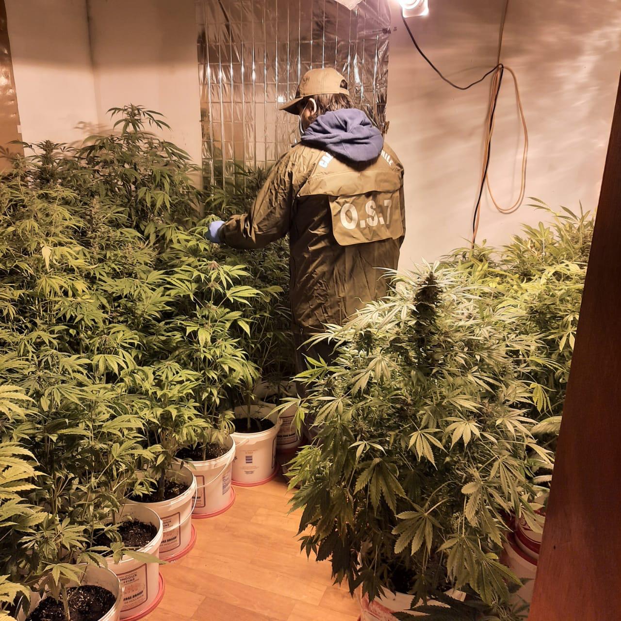 Detenida una mujer en el sector rural de Punta Arenas, por el presunto delito de cultivo de marihuana