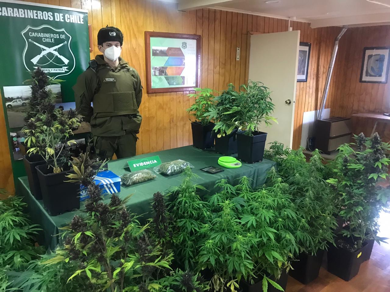 Sección O.S.7 Punta Arenas detiene a un hombre por el delito de cultivo de plantas de cannabis