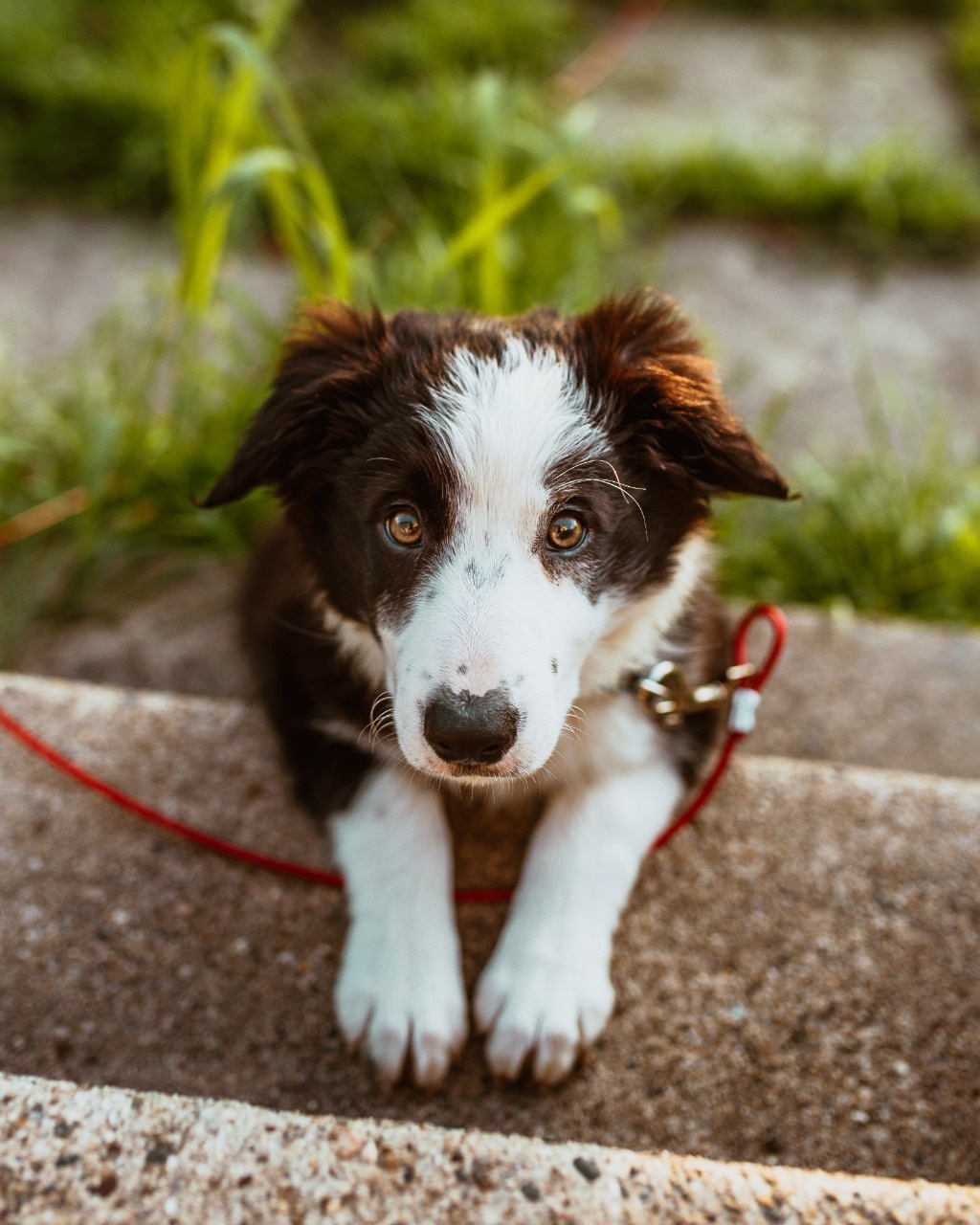 Día Mundial del Corazón: prevención es también fundamental en mascotas