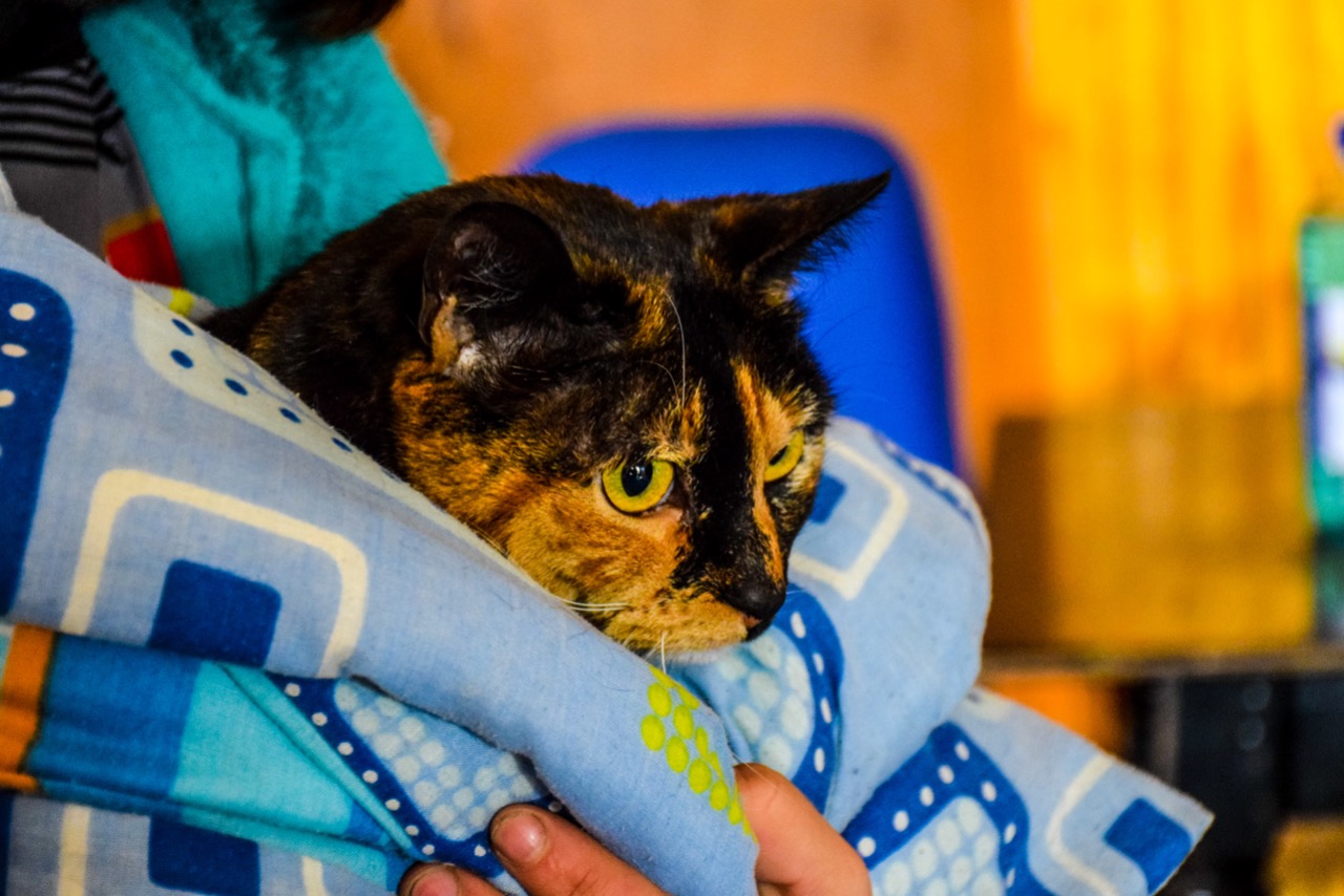 “Plan Veterinario en Terreno 2020”: una veintena de mascotas son atendidas en Villa Ukika en Puerto Williams