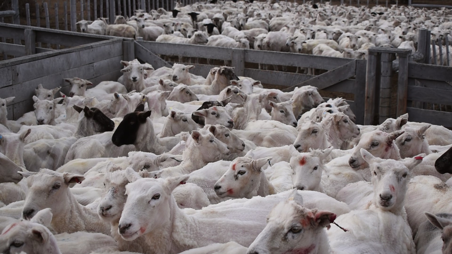 Fundación para la  Innovación Agraria abre convocatoria de concurso nacional: “Sabemos que Magallanes tiene Desafíos que Requieren de Innovación”