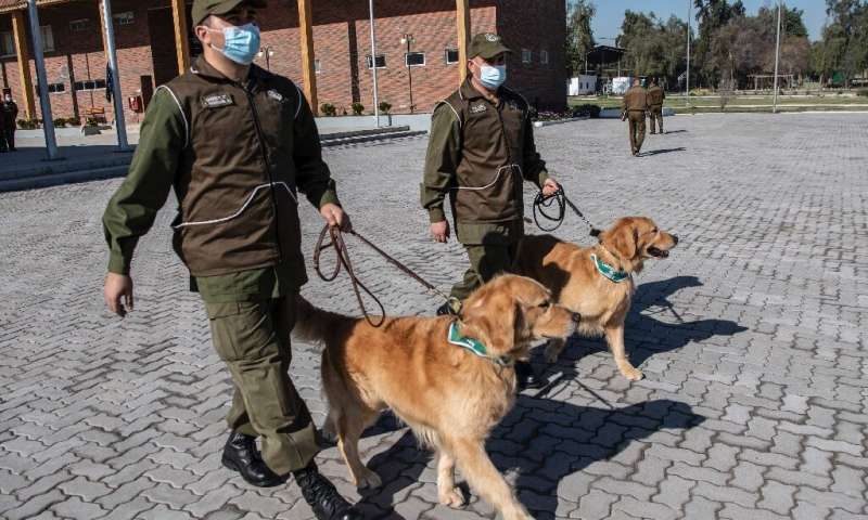 Carabineros adiestra a canes para detectar a personas portadoras de Covid19