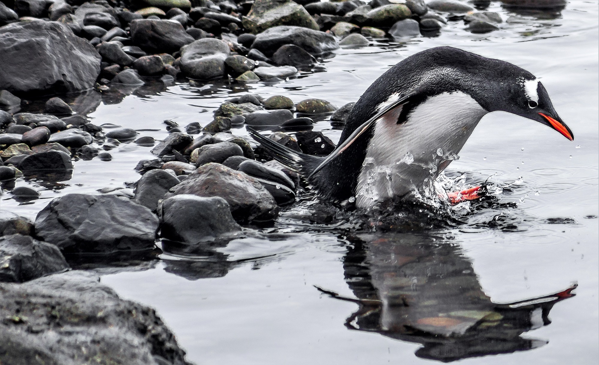 Advierten impacto de captura de kril durante inviernos cálidos en poblaciones de pingüinos antárticos