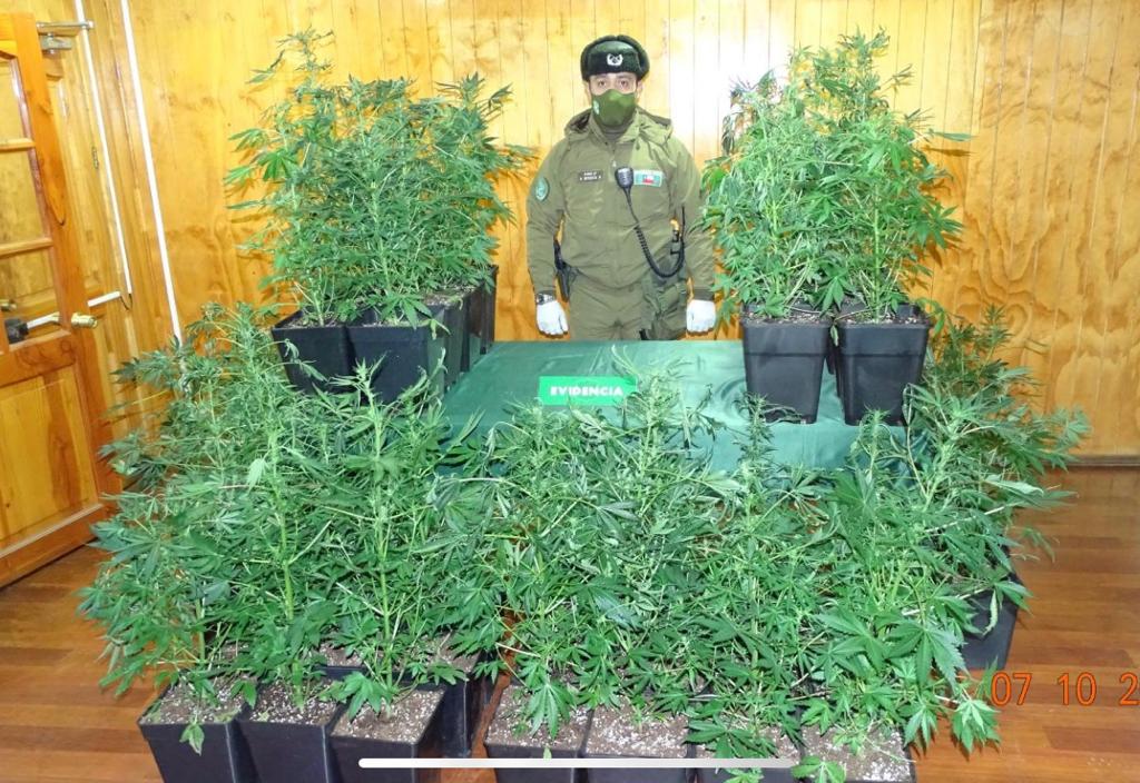 Detienen a un sujeto que mantenía 45 plantas de cannabis sativa en su domicilio del sector sur de Punta Arenas