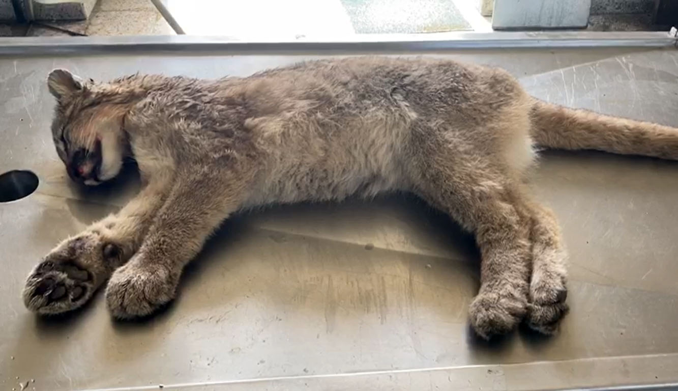 Encuentran ejemplan cachorro de puma atropellado en la ruta 9 norte de Punta Arenas