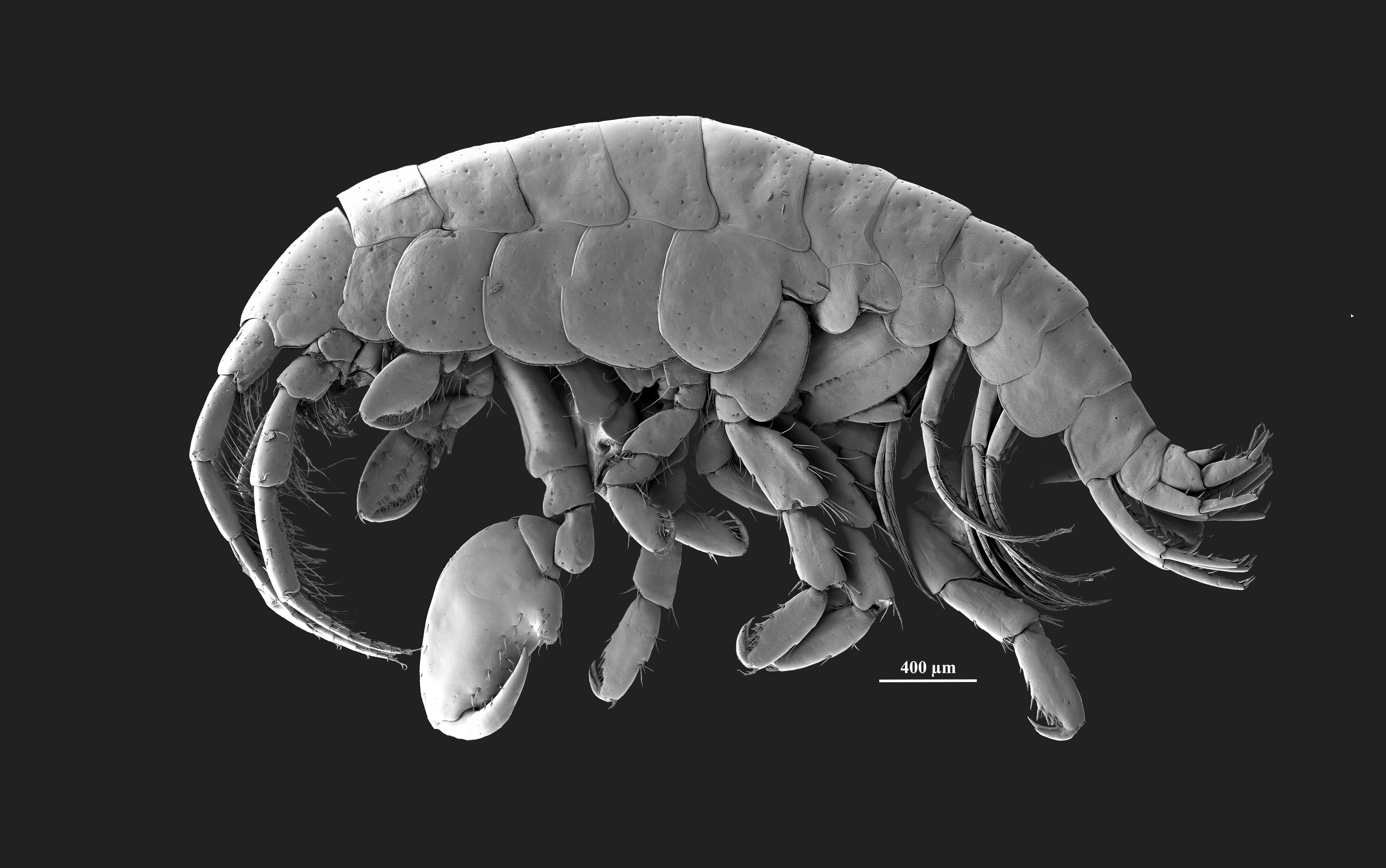 La misteriosa marca negra que desafió la industria gourmet era un animal desconocido