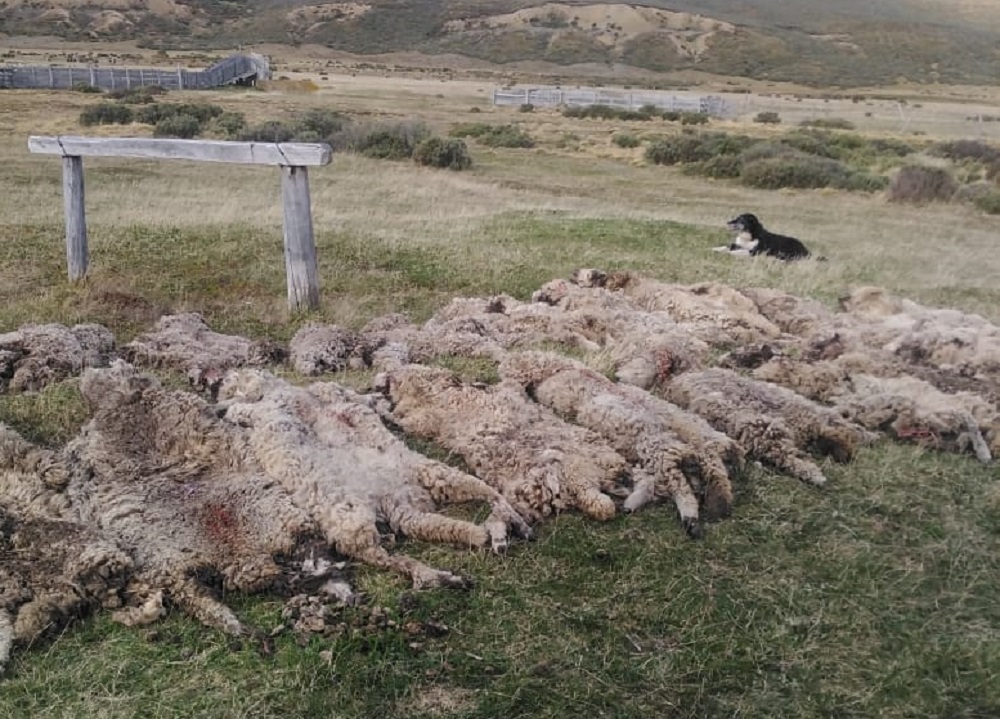 Aumento delitos de abigeato en Tierra del Fuego