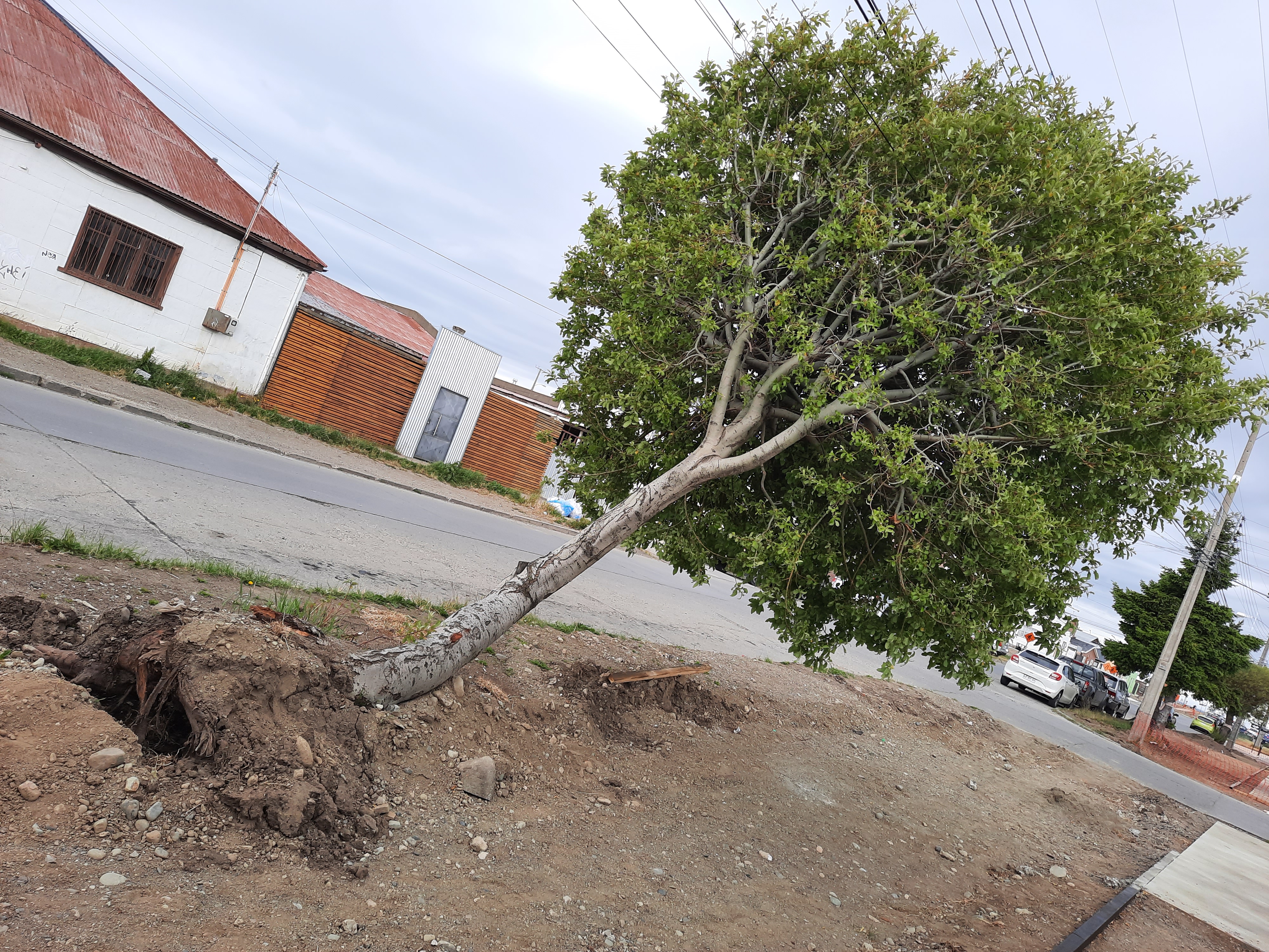 Agrupación ProVerde denuncia daños en arboles en calle Maipú, sector norte de Punta Arenas, en obras de reposición de veredas