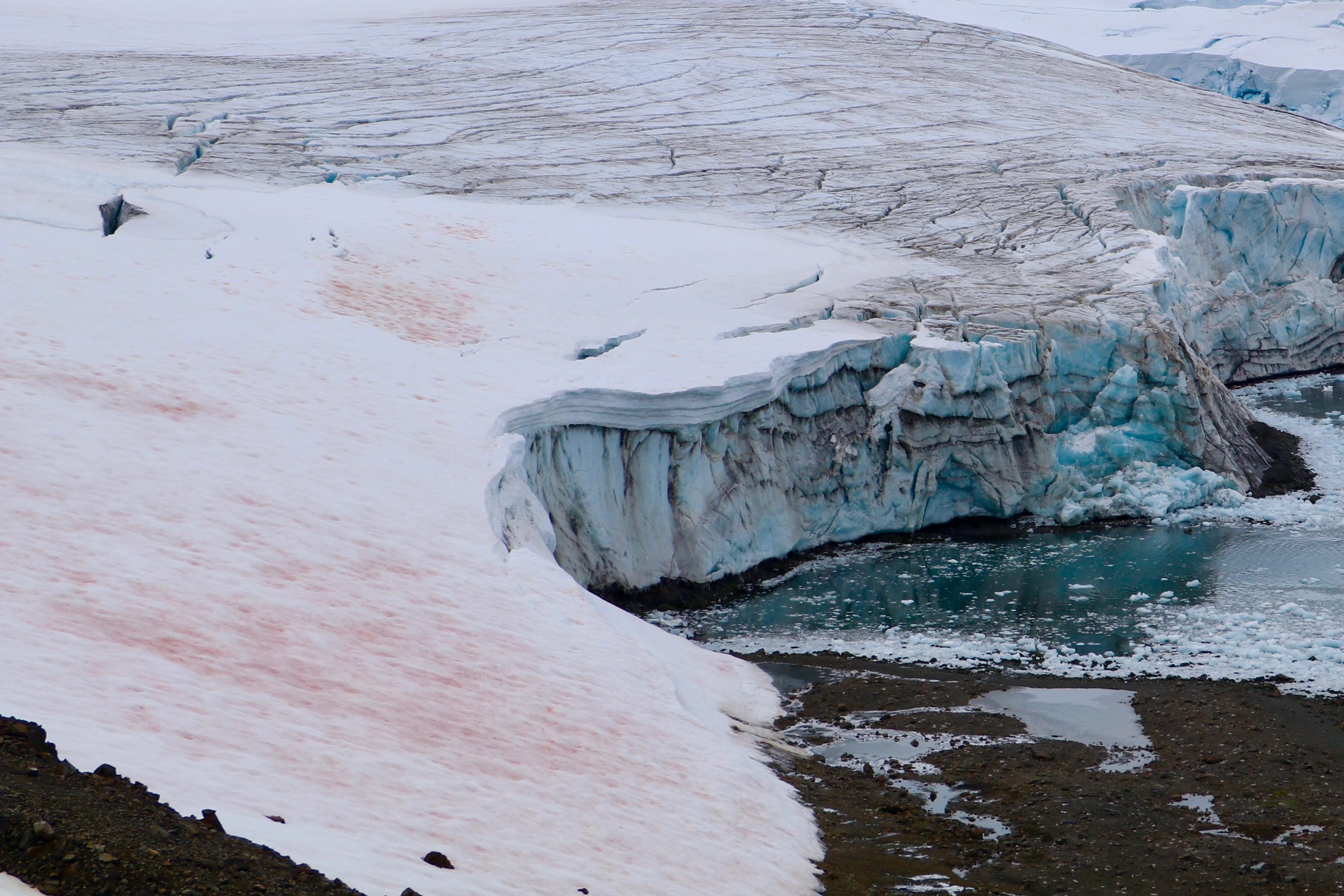 Algas contribuyen a la pérdida de nieve en la península Antártica destaca artículo publicado en revista The Cryosphere