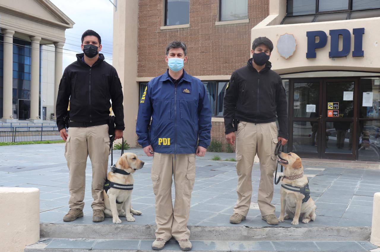 Nuevo ejemplar canino se suma a la Brigada Antinarcóticos de la PDI en Punta Arenas