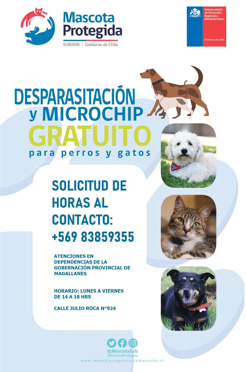 Atención gratuita a mascotas se realiza en Gobernación Provincial en Punta Arenas