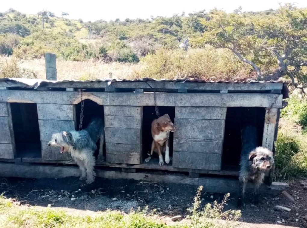 Gobernación provincial de Magallanes junto a Subdere: con operativos en comunas rurales se reactiva el Plan Veterinario En Terreno