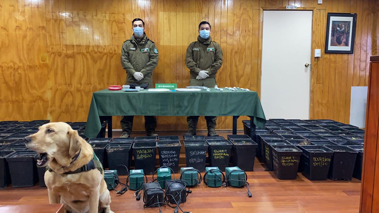 Más de cien plantas de marihuana y más de 1 kilo de cocaína incautó el OS-7 de Carabineros: hay un detenido