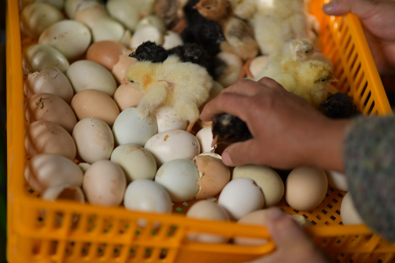Agricultores complementan ingresos con faenas avícolas: INDAP beneficia la crianza de gallinas felices en Magallanes
