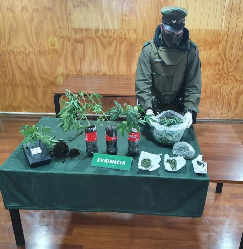 Dos detenidos por presunto cultivo ilegal de cannabis sativa en Punta Arenas