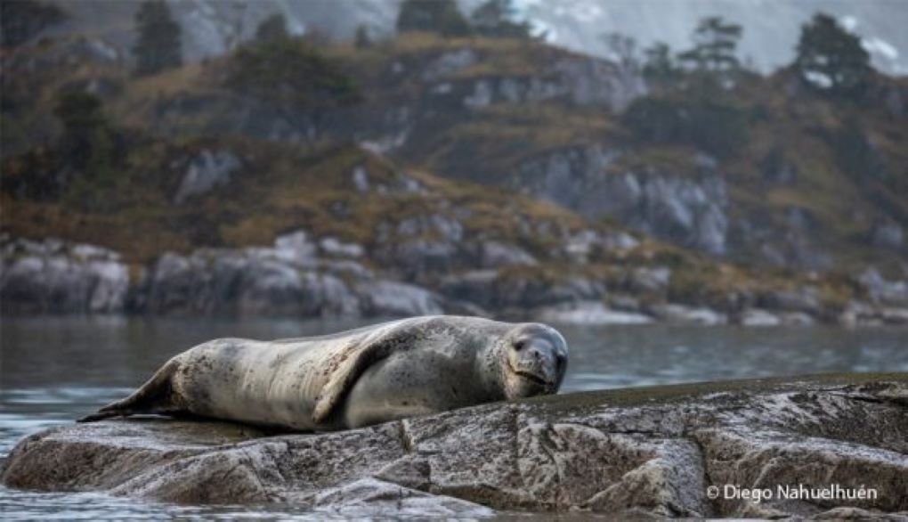 Centro IDEAL de la Universidad Austral consolida su presencia y aporte a la ciencia antártica en Magallanes